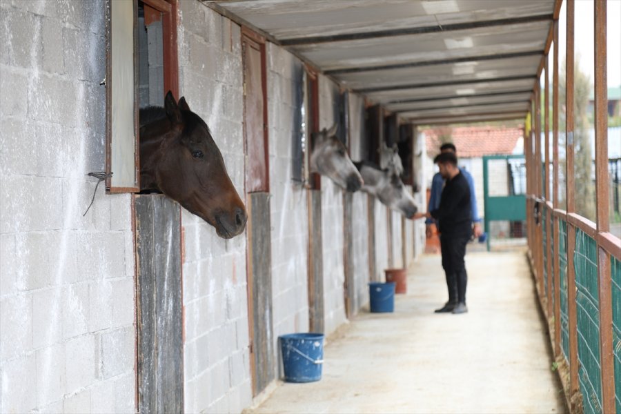 Ankaralı Genç Atlara Olan Sevgisiyle Sağlık Sektöründen Ayrıldı Çiftlik İşletmeye Başladı