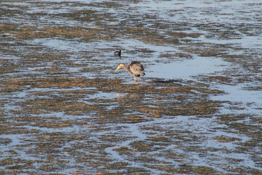 Beyşehir Gölü Kıyıları, Yaz Mevsiminin İlk Günlerinde Adeta Kuş Cennetine Döndü