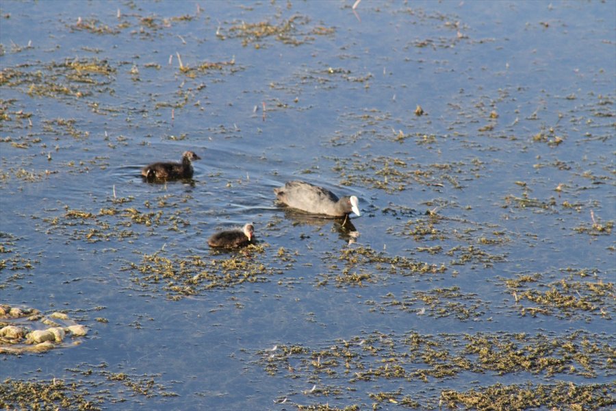 Beyşehir Gölü Kıyıları, Yaz Mevsiminin İlk Günlerinde Adeta Kuş Cennetine Döndü