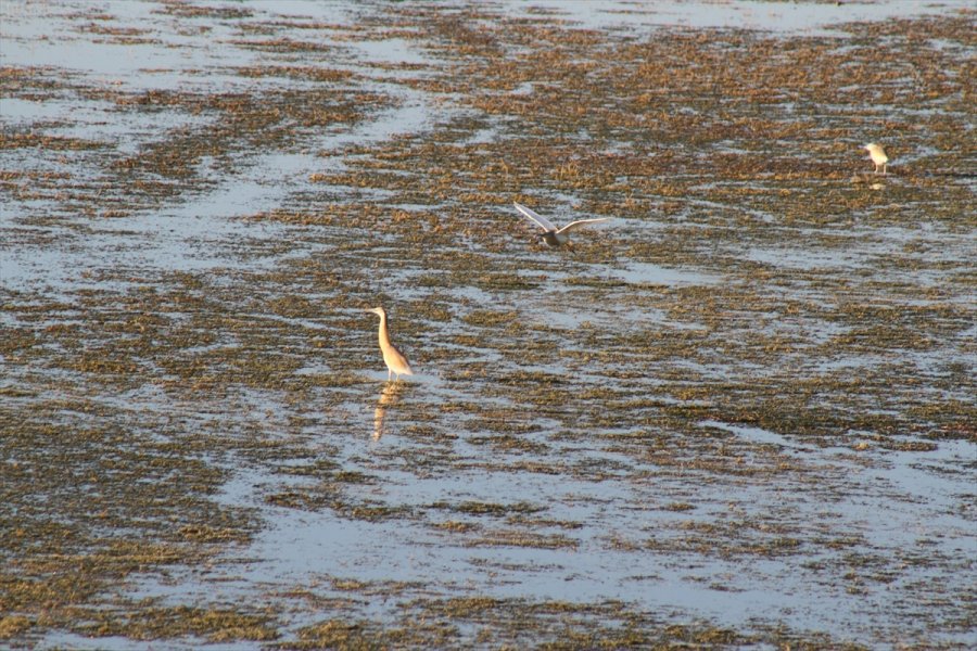 Beyşehir Gölü Kıyıları, Yaz Mevsiminin İlk Günlerinde Adeta Kuş Cennetine Döndü