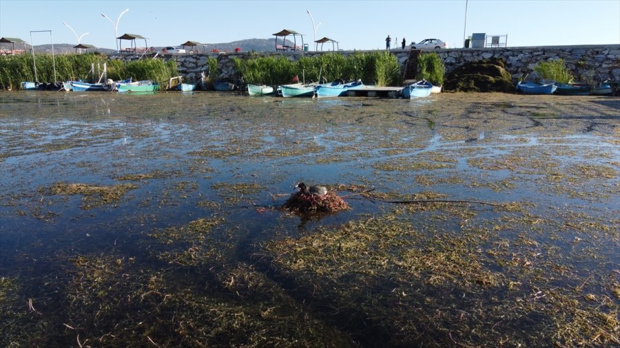 Beyşehir Gölü Kıyıları, Yaz Mevsiminin İlk Günlerinde Adeta Kuş Cennetine Döndü