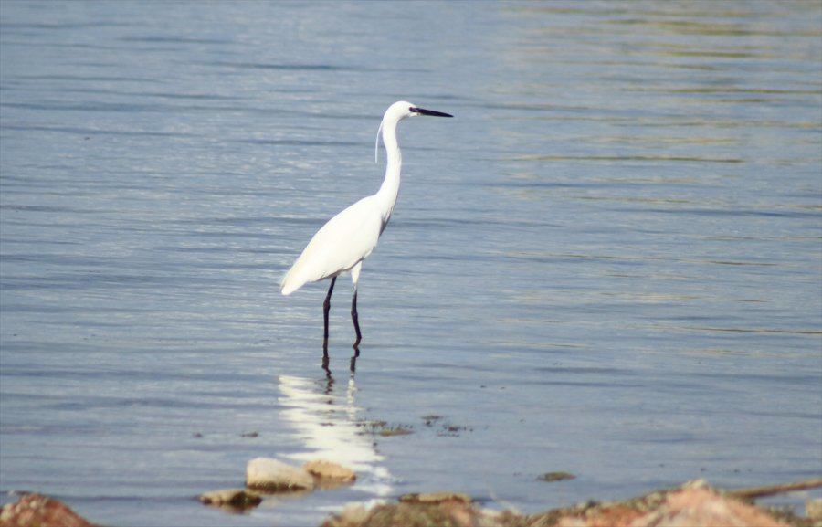 Beyşehir Gölü Kıyıları, Yaz Mevsiminin İlk Günlerinde Adeta Kuş Cennetine Döndü