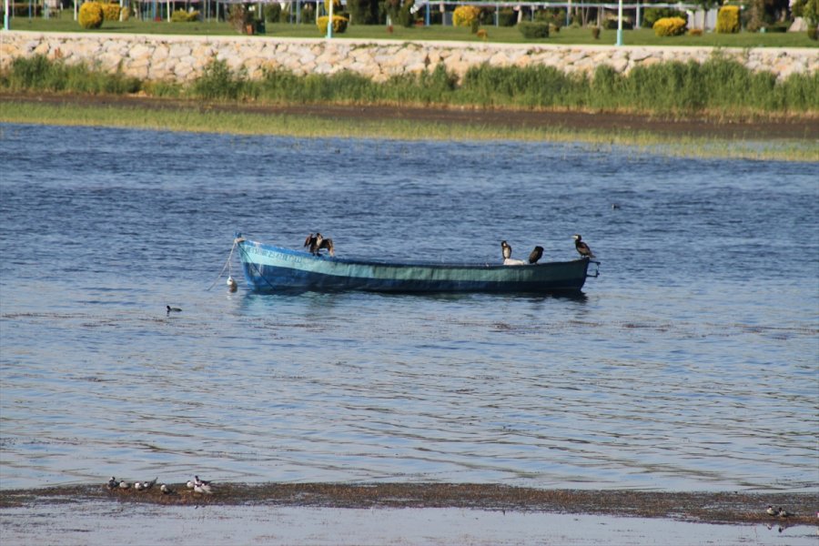 Beyşehir Gölü Kıyıları, Yaz Mevsiminin İlk Günlerinde Adeta Kuş Cennetine Döndü