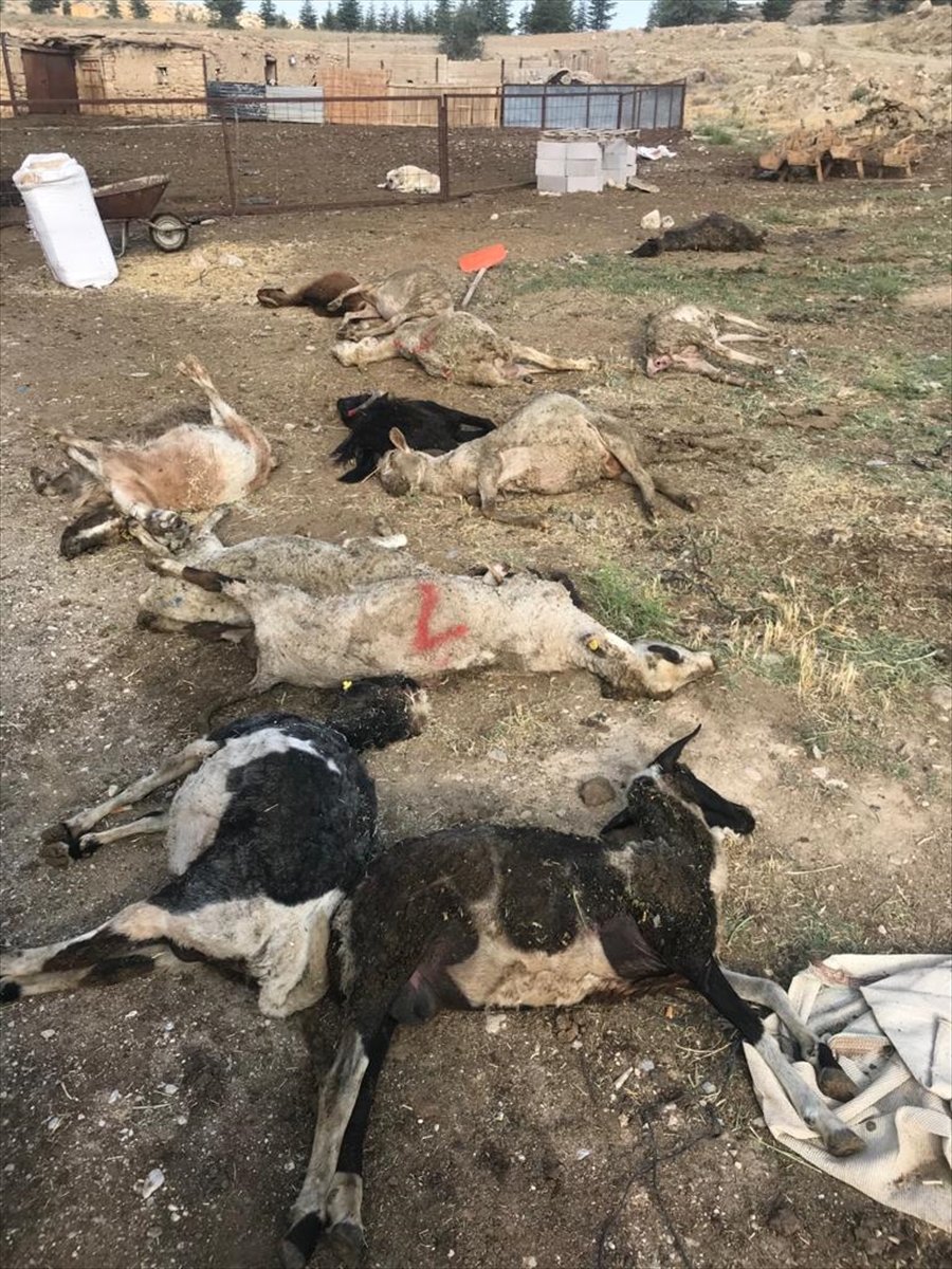 Karaman'da 150 Koyunu Telef Olan Üretici Destek Bekliyor