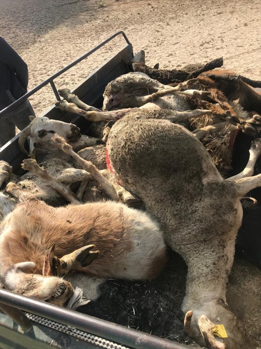 Karaman'da 150 Koyunu Telef Olan Üretici Destek Bekliyor