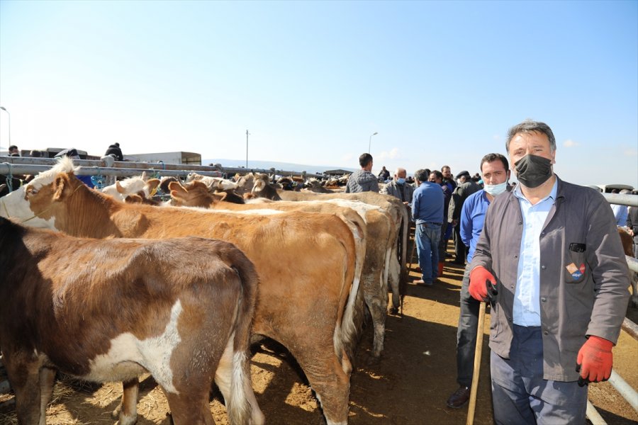 Çubuk'ta Kurbanlık Satışı Başladı