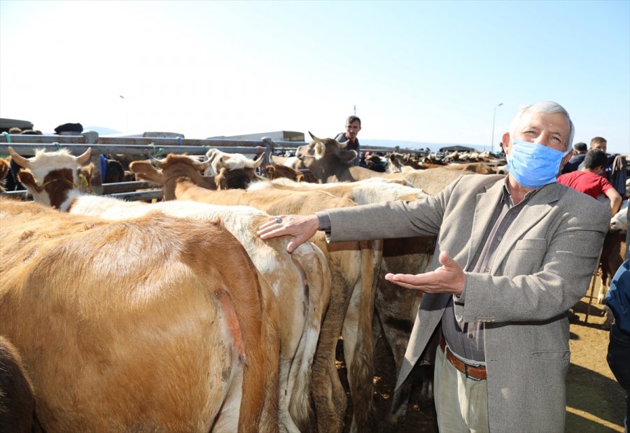 Çubuk'ta Kurbanlık Satışı Başladı