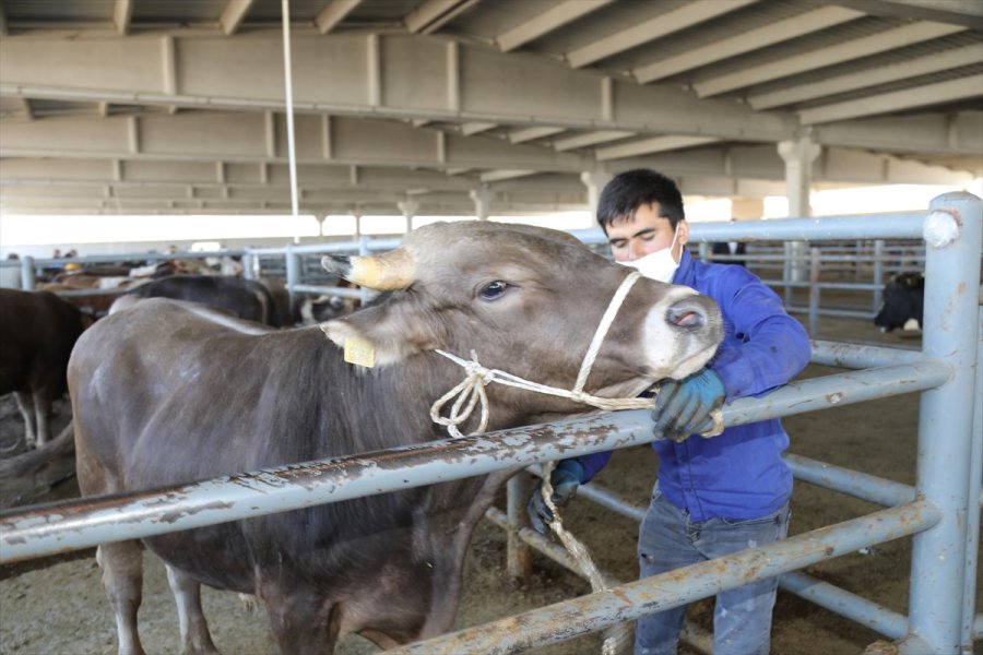 Çubuk'ta Kurbanlık Satışı Başladı