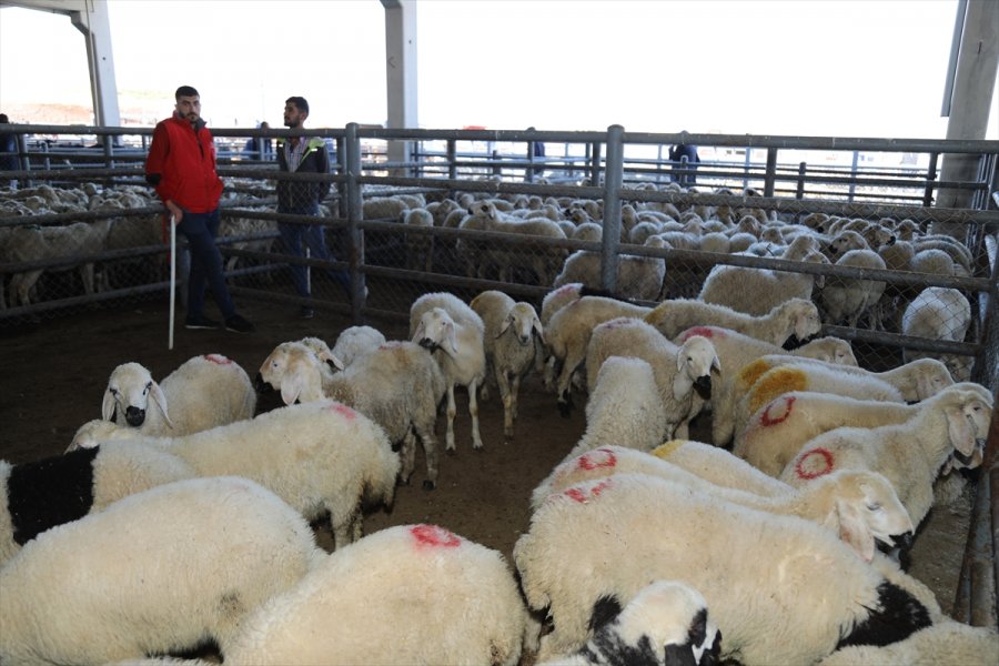 Çubuk'ta Kurbanlık Satışı Başladı