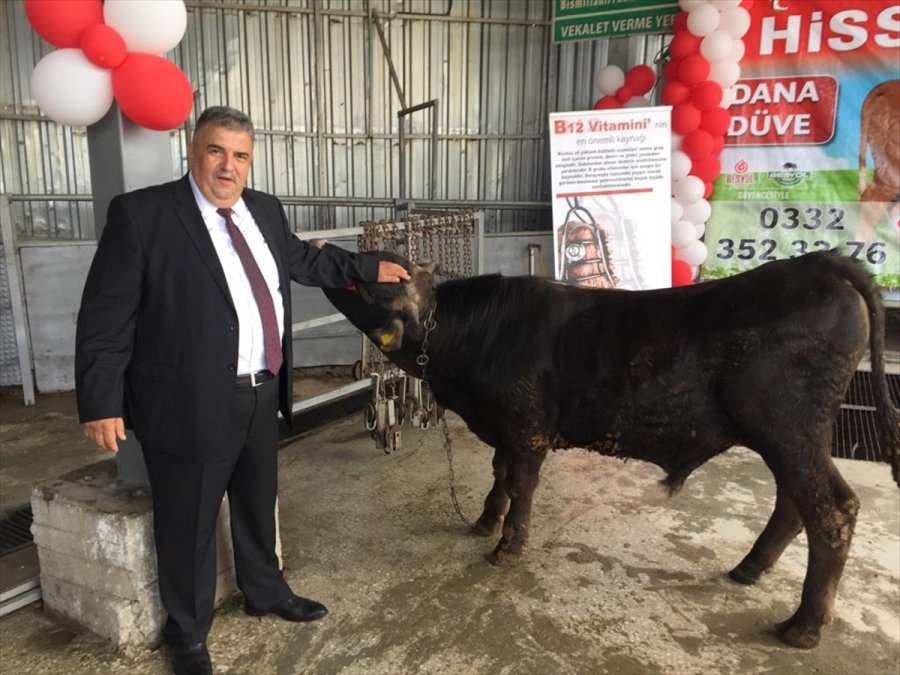 Konya'da Kurbanlık Hayvanların Canlı Kilogram Fiyatları Belirlendi