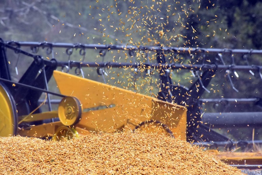 Tarsus'ta Ekilen Yerli Cins Kundura Buğdayının İlk Hasadı Yapıldı