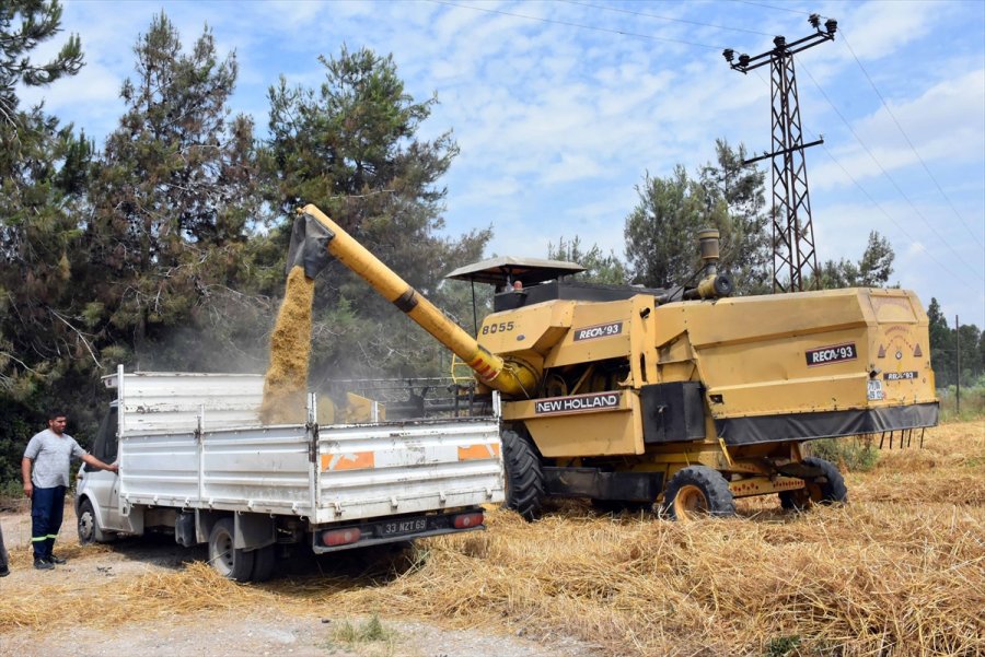 Tarsus'ta Ekilen Yerli Cins Kundura Buğdayının İlk Hasadı Yapıldı