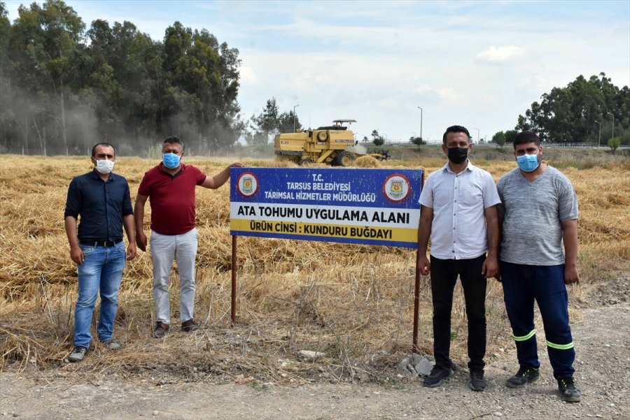 Tarsus'ta Ekilen Yerli Cins Kundura Buğdayının İlk Hasadı Yapıldı