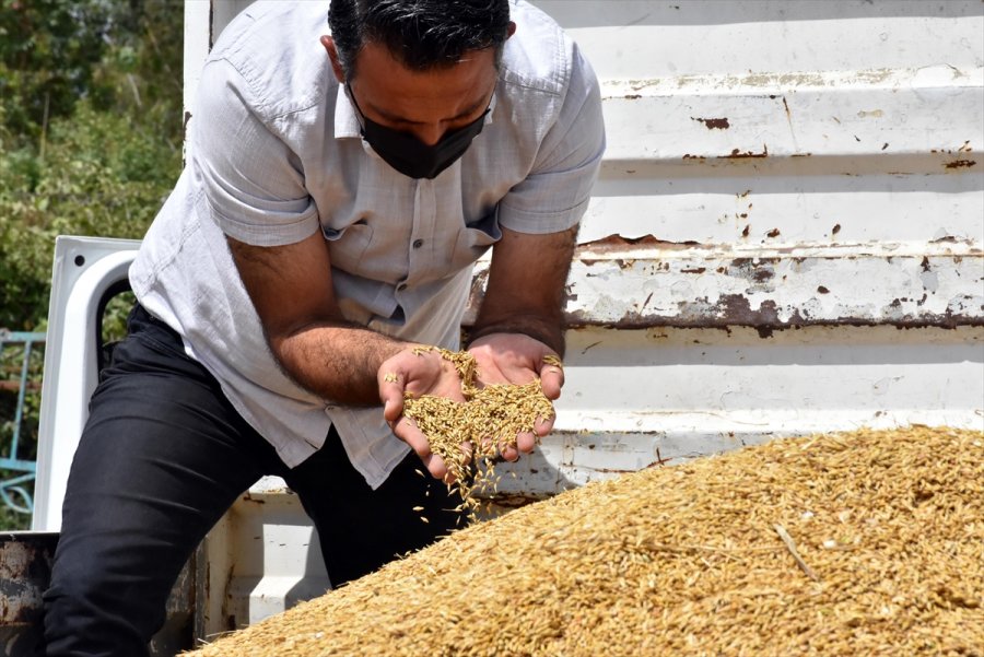 Tarsus'ta Ekilen Yerli Cins Kundura Buğdayının İlk Hasadı Yapıldı