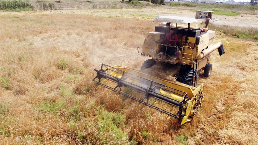 Tarsus'ta Ekilen Yerli Cins Kundura Buğdayının İlk Hasadı Yapıldı