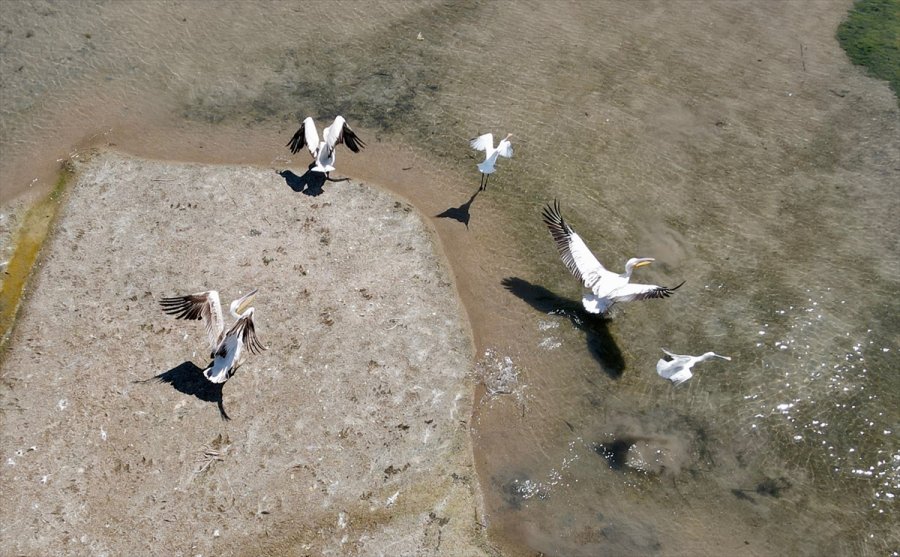 İç Anadolu'nun Batısında Gizli Kalmış Bir Kuş Cenneti: Balıkdamı