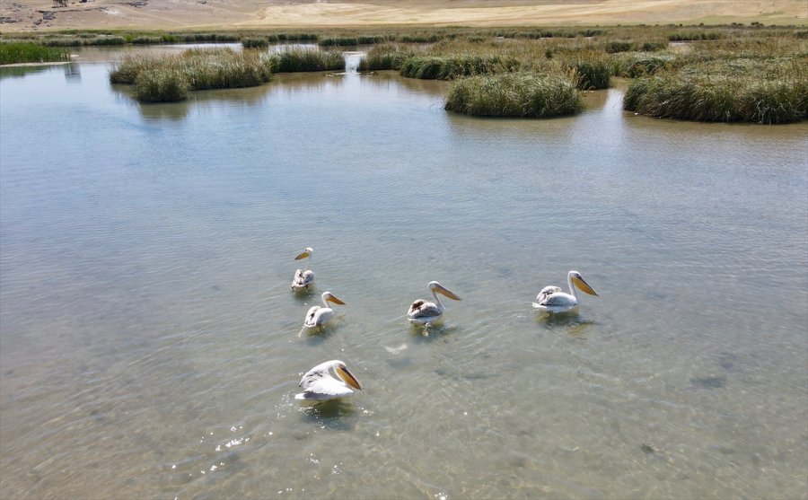 İç Anadolu'nun Batısında Gizli Kalmış Bir Kuş Cenneti: Balıkdamı