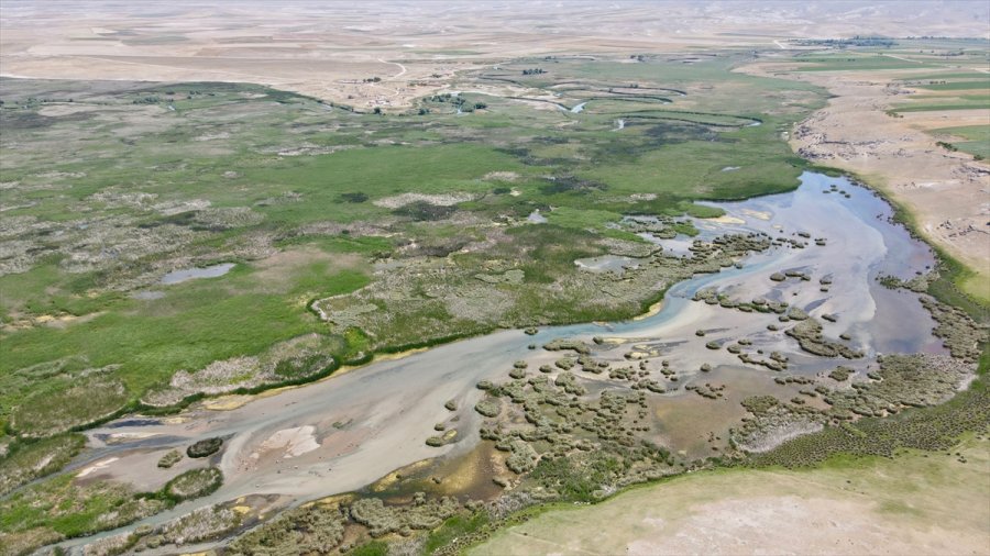 İç Anadolu'nun Batısında Gizli Kalmış Bir Kuş Cenneti: Balıkdamı