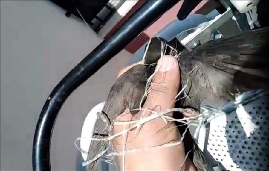 Kayseri'de Çatı Oluğunda İpe Dolanan Kırlangıç Ve Kuyuya Düşen Tilki Yavrusu Kurtarıldı