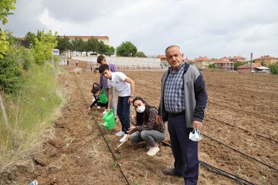 Öğretmen Ve Öğrenciler Okul Bahçesinde Sebze Üretmeye Başladı