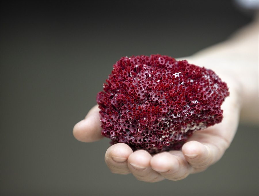 Aktarlarda Satılan "kardeş Kanı" Bitkisi, Hayati Tehlike Yaratıyor