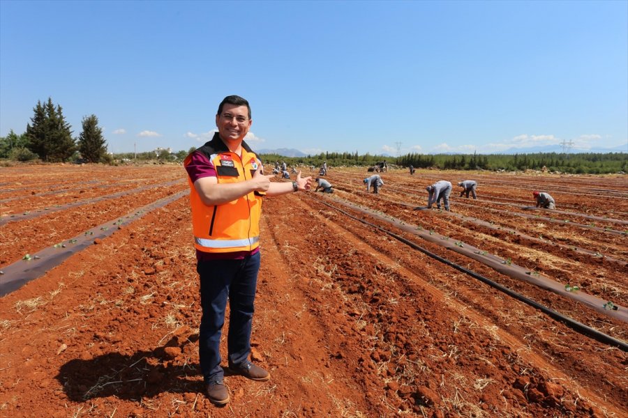 Antalya'da Belediyenin Tarlaya Dönüştürdüğü Alanda Karpuz, Kavun Yetiştirilecek