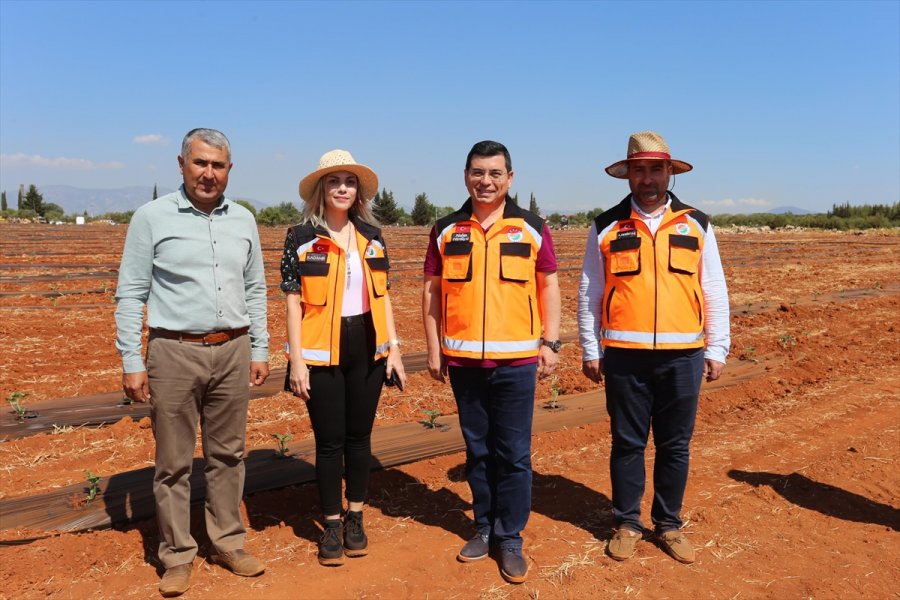 Antalya'da Belediyenin Tarlaya Dönüştürdüğü Alanda Karpuz, Kavun Yetiştirilecek