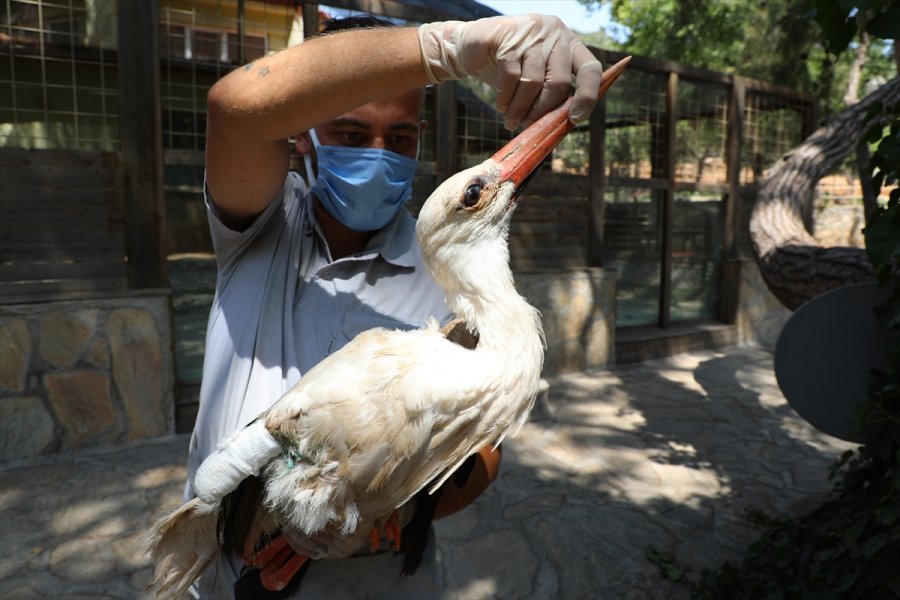Antalya Hayvanat Bahçesi'nde Yaralı Veya Hasta 120 Yırtıcı Ve Yaban Hayvanı Tedavi Edildi