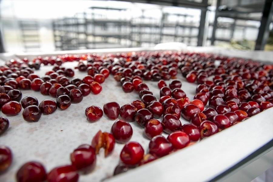 Mersin'de Enerjisini Güneşten Alan Gıda Kurutma Tesisi Faaliyete Geçti