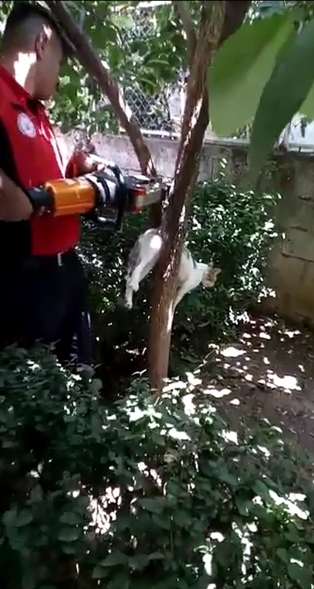 Mersin'de Kuyuda Ve Ağaçta Mahsur Kalan İki Kedi Kurtarıldı