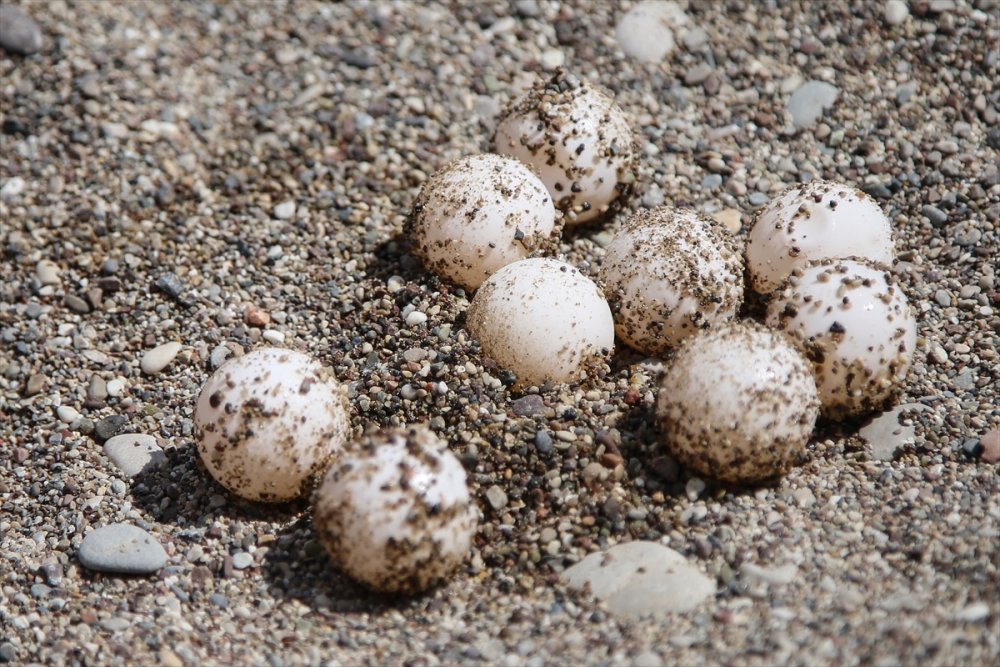 Antalya'da Caretta Caretta Yuvalarına Yakın Takip
