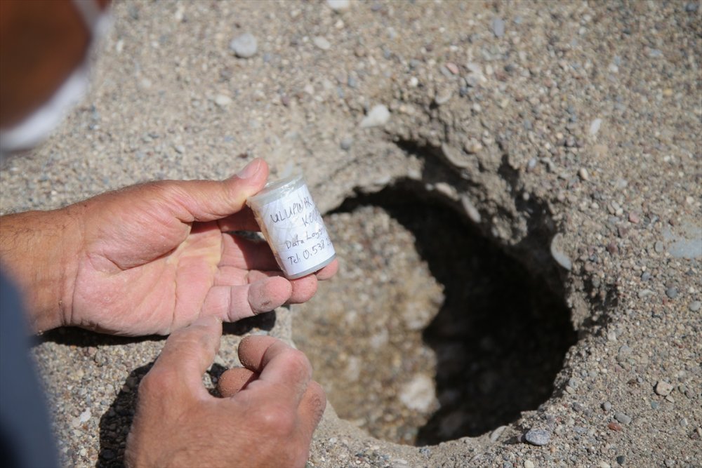 Antalya'da Caretta Caretta Yuvalarına Yakın Takip