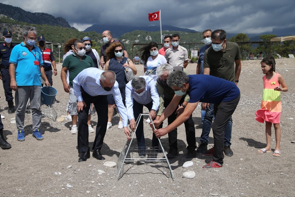 Antalya'da Caretta Caretta Yuvalarına Yakın Takip