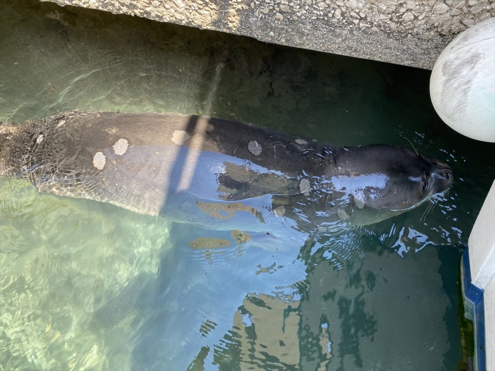 Antalya'nın Kaş İlçesinde Akdeniz Foku Görüntülendi