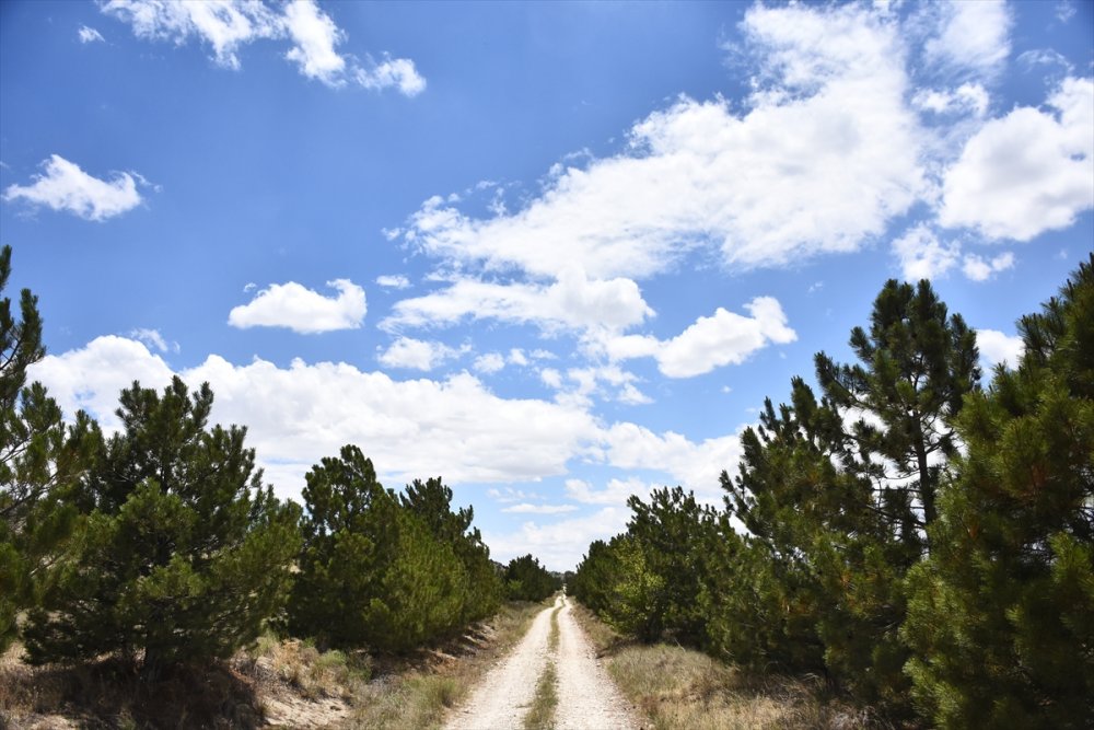 Dünyada İlk Örnek: Yeşeren Çöl Karapınar