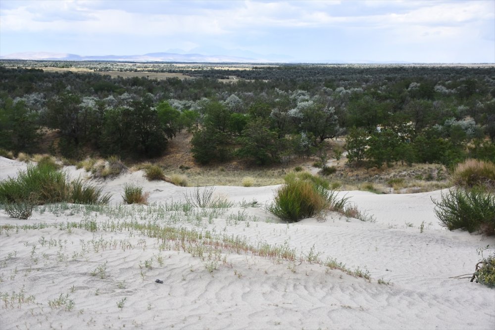 Dünyada İlk Örnek: Yeşeren Çöl Karapınar