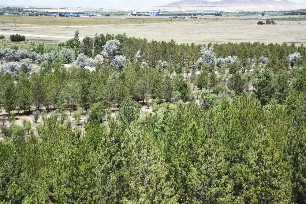 Dünyada İlk Örnek: Yeşeren Çöl Karapınar