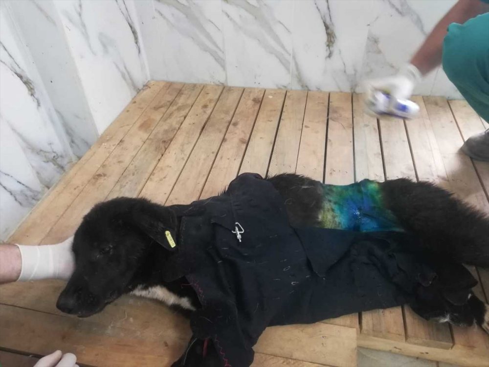 Mersin'de Belinden Çelik Telle Ağaca Bağlı Bulunan Köpek Tedavi Altına Alındı