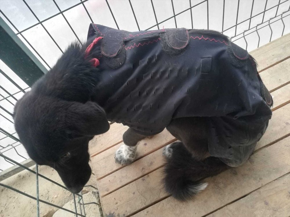 Mersin'de Belinden Çelik Telle Ağaca Bağlı Bulunan Köpek Tedavi Altına Alındı