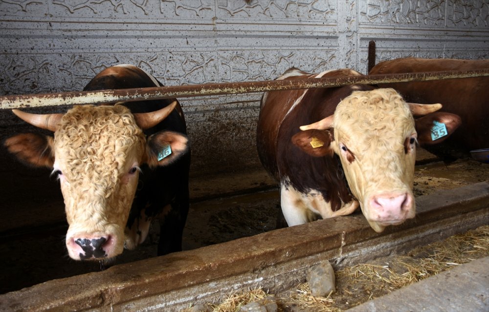 Tarım Ve Orman Bakan Yardımcısı Mehmet Hadi Tunç, Bayram İçin Yeterli Sayıda Kurbanlık Olduğunu Bildirdi