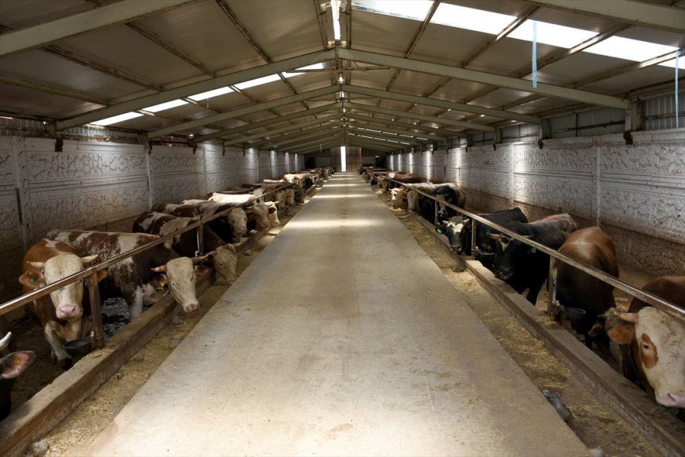 Tarım Ve Orman Bakan Yardımcısı Mehmet Hadi Tunç, Bayram İçin Yeterli Sayıda Kurbanlık Olduğunu Bildirdi