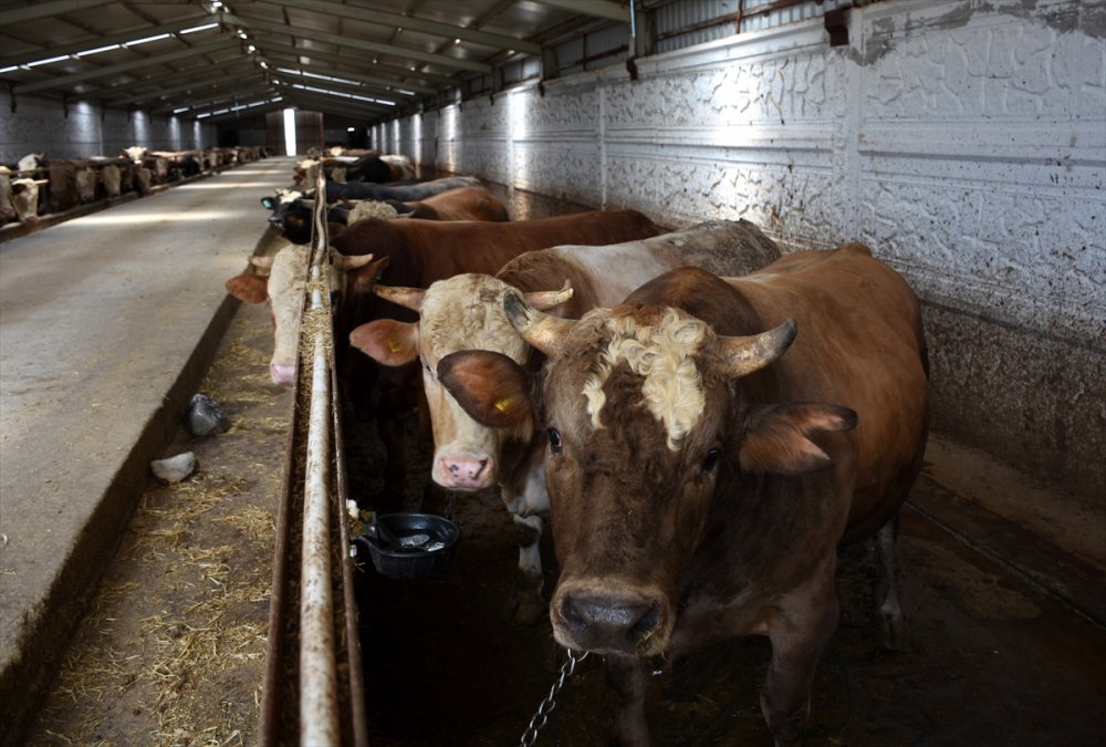 Tarım Ve Orman Bakan Yardımcısı Mehmet Hadi Tunç, Bayram İçin Yeterli Sayıda Kurbanlık Olduğunu Bildirdi