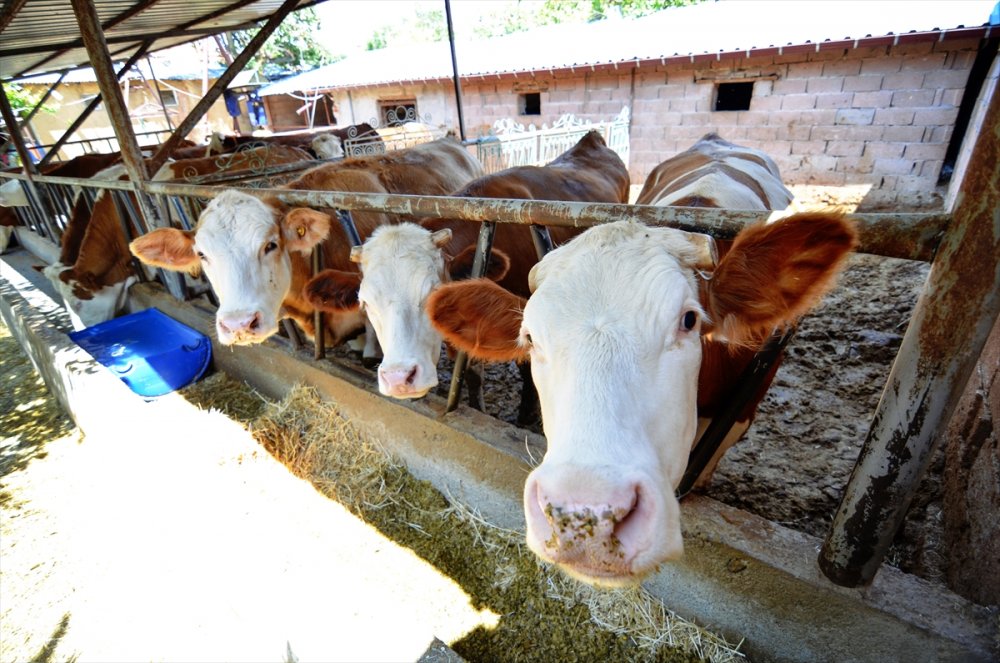 Konya'da Besicilerin Kurban Bayramı Hazırlıkları Hızlandı