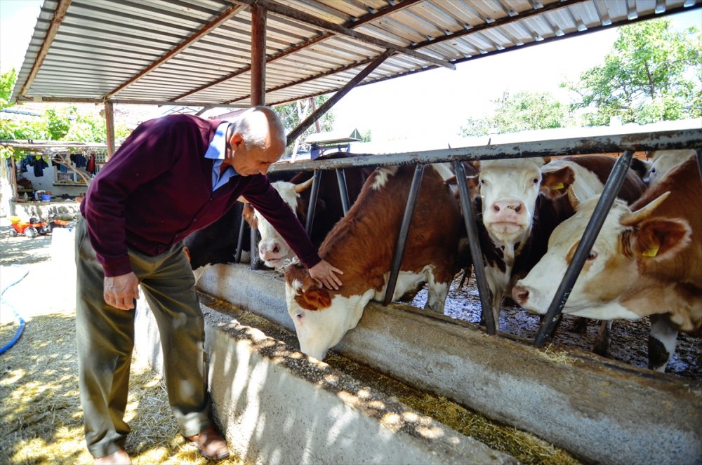 Konya'da Besicilerin Kurban Bayramı Hazırlıkları Hızlandı