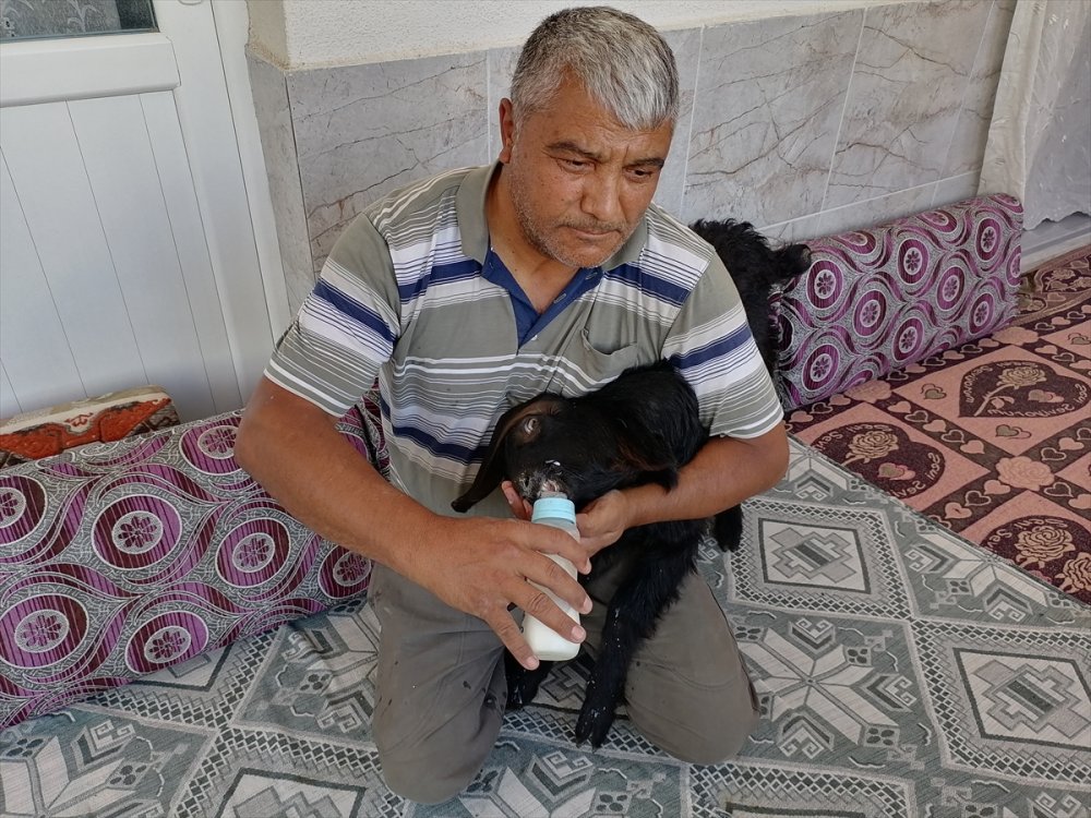 Boynu Eğri Şekilde Doğan Keçi Yavrusunu Biberonla Besliyor