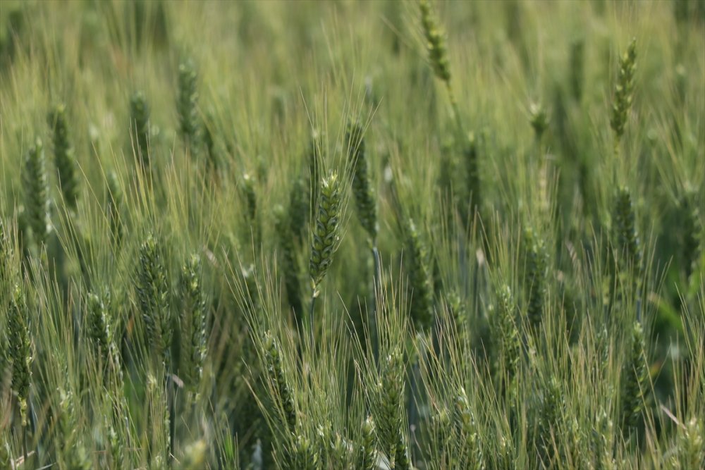 Niğde'de Yerli Buğday Deneme Ekimlerinden Yüksek Verim Alındı