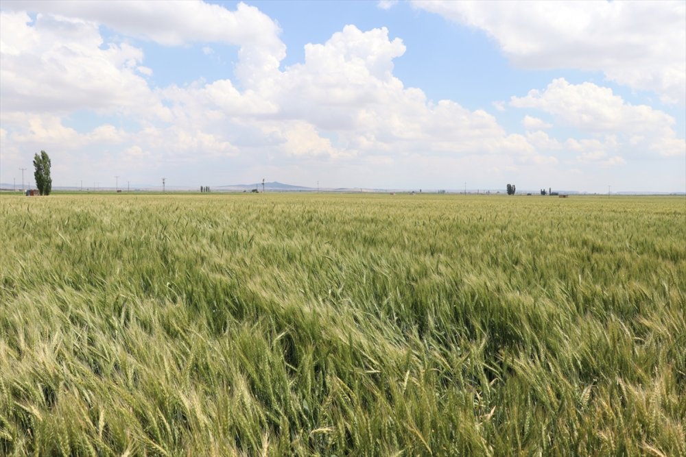 Niğde'de Yerli Buğday Deneme Ekimlerinden Yüksek Verim Alındı