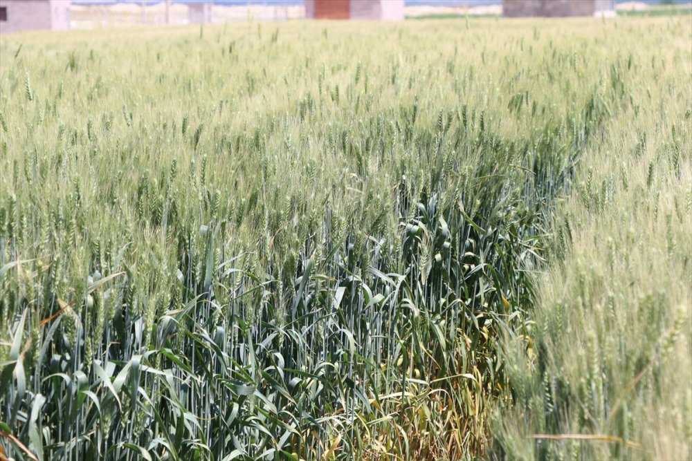 Niğde'de Yerli Buğday Deneme Ekimlerinden Yüksek Verim Alındı