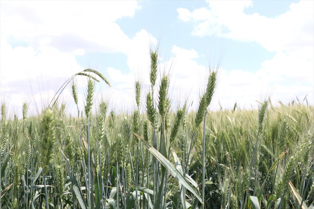 Niğde'de Yerli Buğday Deneme Ekimlerinden Yüksek Verim Alındı