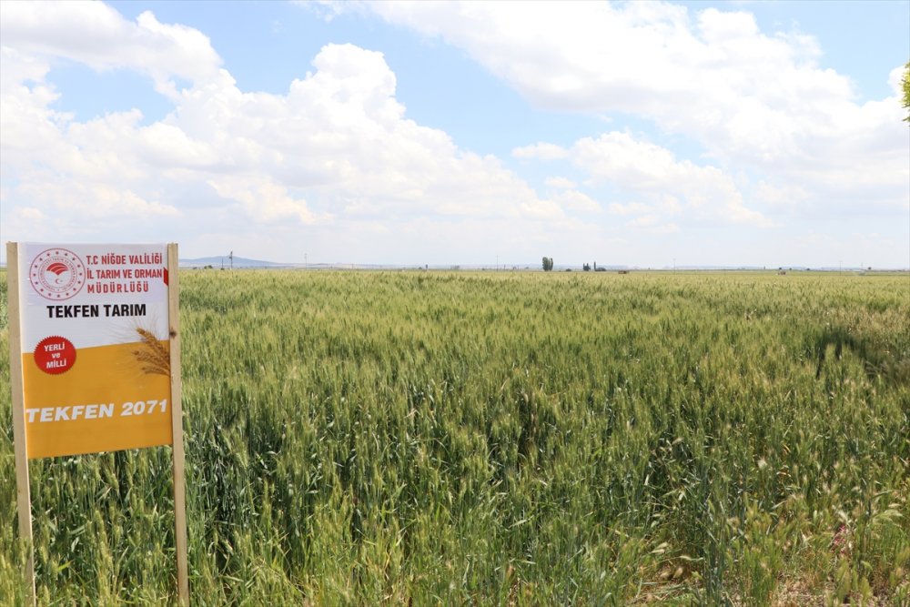 Niğde'de Yerli Buğday Deneme Ekimlerinden Yüksek Verim Alındı